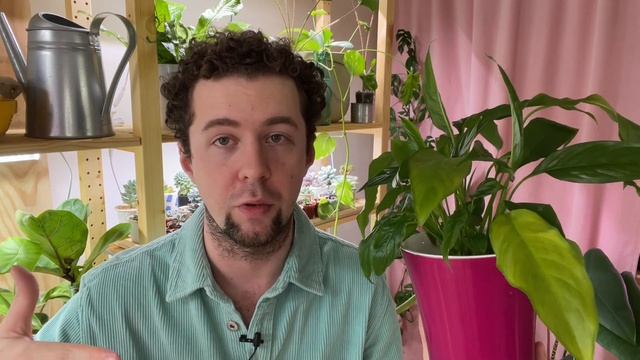 Спатифиллум («женское счастье»): уход и условия. Почему спатифиллум не цветет смотреть онлайн