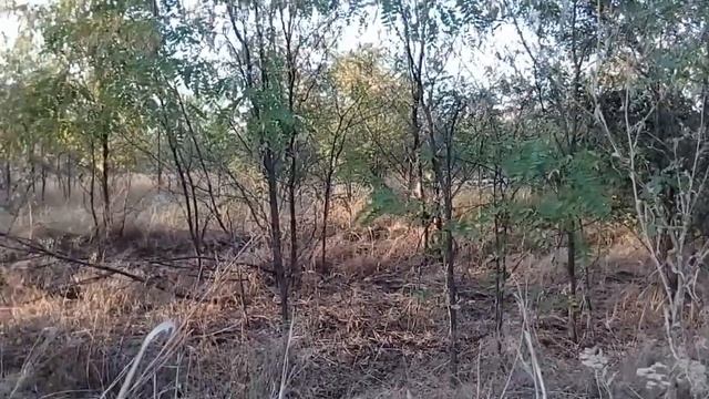 ВЛОГ про КОЗ, большое стадо, Красивые козы смотреть онлайн