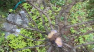 Канадская ель Коника - необычная формировка. Поэтапное видео - "Облачка на ножках".