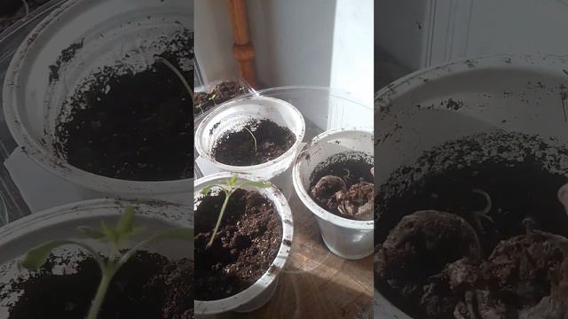 25 марта 2023г. моя рассада.