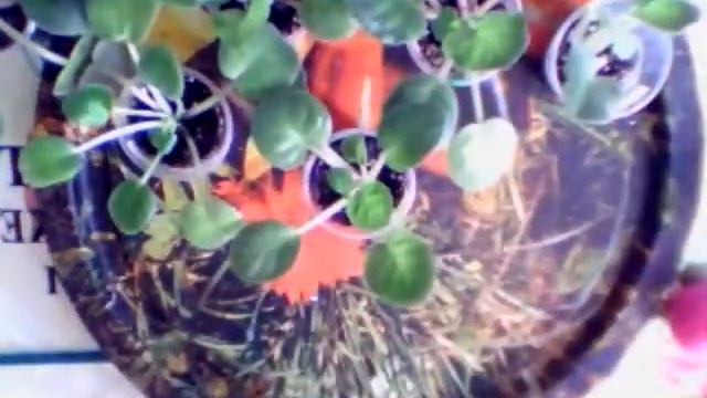 07.11.2018 Детки фиалки. Осмотр. Полив смотреть онлайн