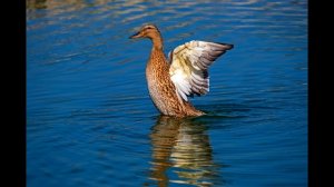 Звук кряканья дикой утки