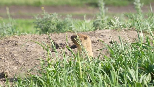 2022-6-11 Bobak Marmot смотреть онлайн