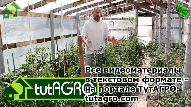 ЗАЩИЩАЕМ УРОЖАЙ ОТ... ЖАРЫ! Завязи желтеют, отваливаются, листья крутит, вершинная гниль бушует... смотреть онлайн