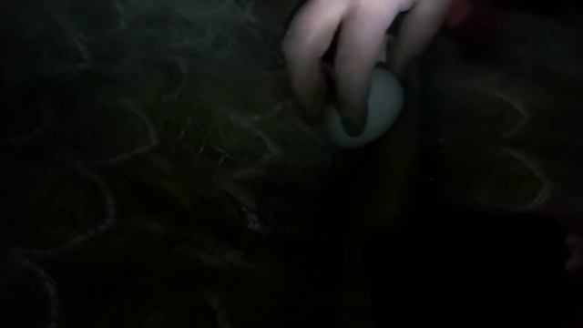 Овоскопирование индоутиных яиц в инкубаторе! смотреть онлайн