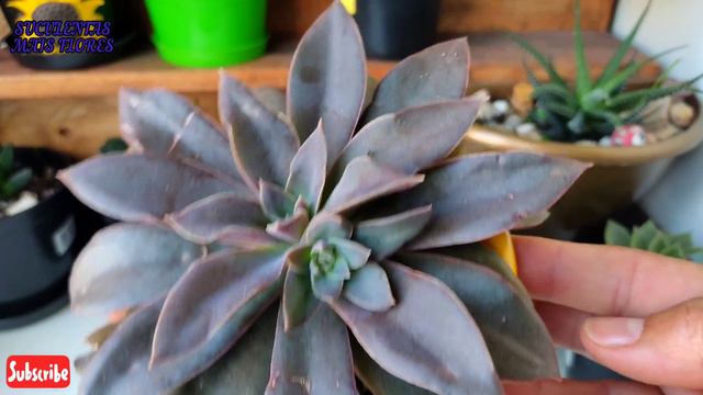 Suculenta 🍀Graptoveria Milky Way /fascil Cultivo