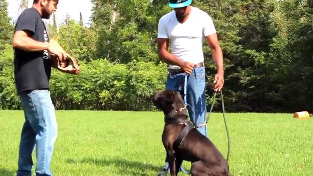 Pitbull Puppies doing bitework | Dog training | Sport protection | Dog Training guide attached смотреть онлайн