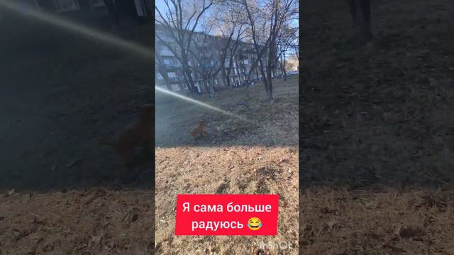 пудель Бакс и его любимые голубили😁 смотреть онлайн