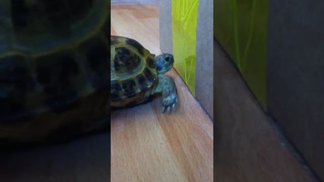 Любопытная черепаха смотреть онлайн