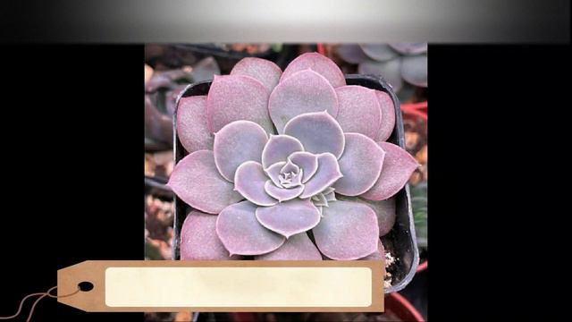 TOP 10 ECHEVERIAS, PARTE 2 смотреть онлайн