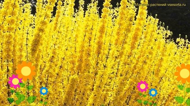 Форзиция промежуточная Викенд. Краткий обзор, описание характеристик forsythia intermedia Week End смотреть онлайн