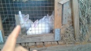 Крольчиха раскидала или съела крольчат! ПОЧЕМУ???