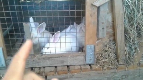 Крольчиха раскидала или съела крольчат! ПОЧЕМУ???