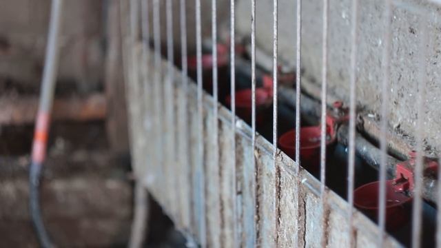 Курятник!!! Устройство птичника и Практические советы. Как сделать МИНИ-КУРЯТНИК своими руками смотреть онлайн