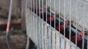 Курятник!!! Устройство птичника  и Практические советы. Как сделать МИНИ-КУРЯТНИК  своими руками