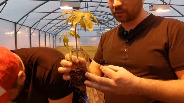 РАССАДА. Раскрываем секреты успеха! смотреть онлайн