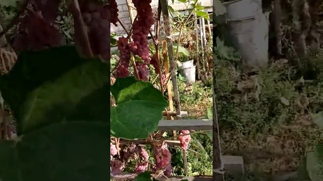 Виноград Сомерсет Сидлис смотреть онлайн