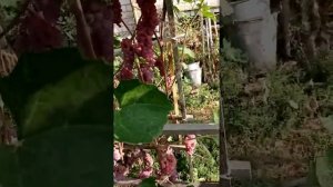 Виноград Сомерсет Сидлис