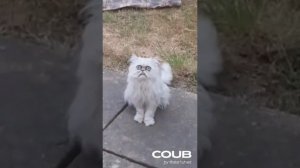 приколы - УСТАЛЫЙ КОТ
