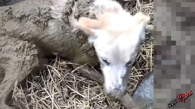 Собака тонула в болоте и воем звала на помощь. смотреть онлайн