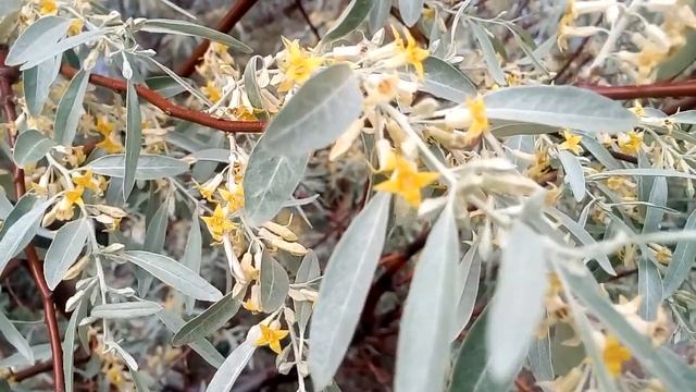 Лох узколистный цветет очень ароматные цветы Lough narrow-leaved blooms very fragrant flowers 湖窄叶盛开 смотреть онлайн