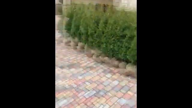 Туя Columna 1,5м для живой изгороди смотреть онлайн