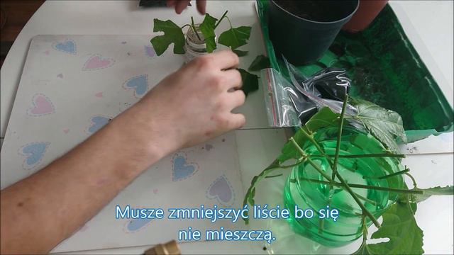 Passiflora Męczennica, ukorzenianie смотреть онлайн