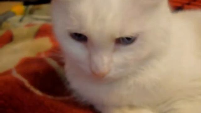 Маленький птенец волнистика крупным планом (Budgerigar chick ) смотреть онлайн