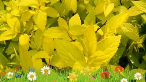 Спирея японская Голден Принцесс ? Обзор: посадка и уход. саженцы спиреи: описание и особенности