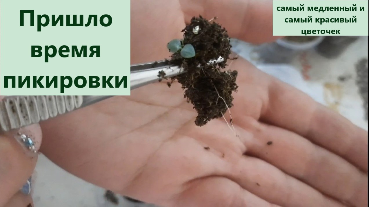 Пикировка эустомы субстрат и температурный режим. Семена катарантуса для весны 2023 года. смотреть онлайн