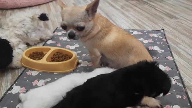 #чихуахуа Есть в продаже щенки чихуахуа питомник собак Кастропуло Крым Симферополь 89787458062 смотреть онлайн