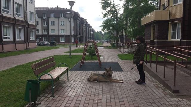 Тренировки волчицы Осени // Мои принципы работы с матёрым волком смотреть онлайн