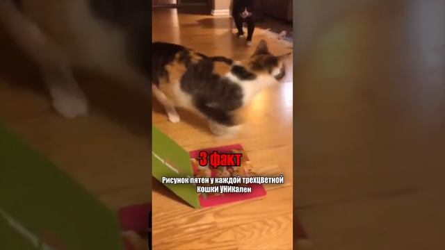 5 поразительных фактов о трёхцветных кошках #кот #коты #shorts смотреть онлайн