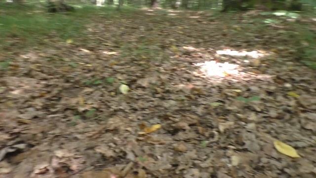 Подберезовики и Подосиновики ? «элитны» грибы ✅Лучшие моменты. смотреть онлайн