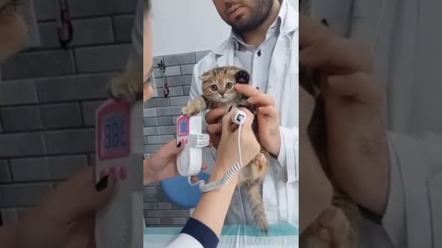 Сердечко котёнка 220-260 ударов смотреть онлайн