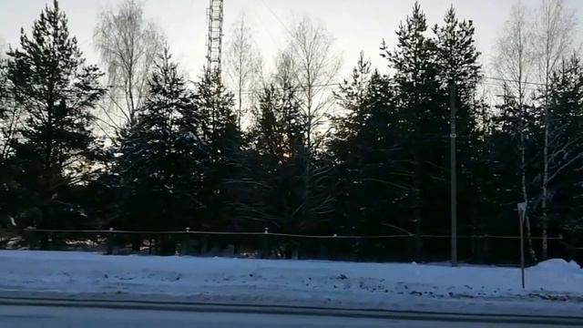 Деревья на лесной поляне смотреть онлайн