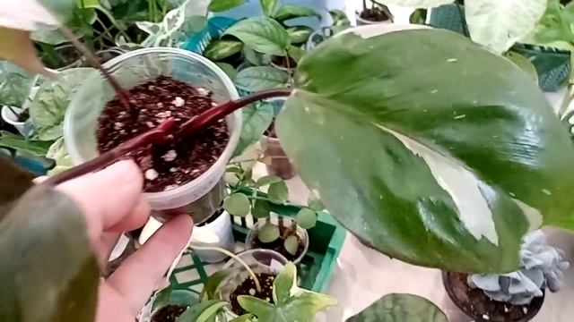 Выставка. Красота в каждой части. И опять много ароидных. смотреть онлайн