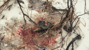 ОХОТА НА ЧУКОТКЕ. ВСТРЕЧА С МЕДВЕДЕМ