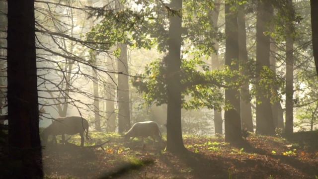 Amazing Animals Of The World, 4K ~ Scenic Wildlife Film With beautiful Calming Music, nature video, смотреть онлайн