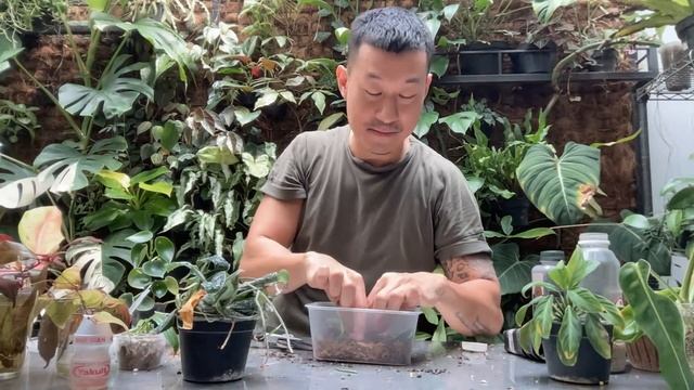 Plant Rescue LIVE From My Garden! How Many Can We Save? смотреть онлайн