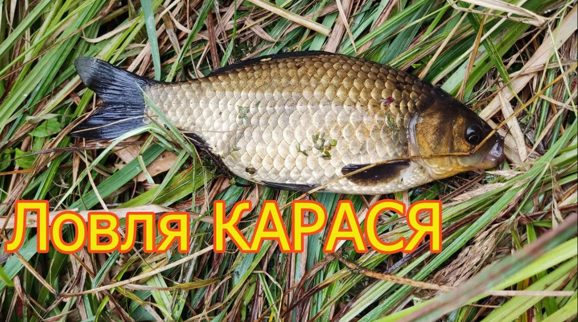 Ловля Карася, Поплавок, ловля на «прищип», «бантик» мякоть хлеба. Fishing. Подмосковье, Павлино. смотреть онлайн