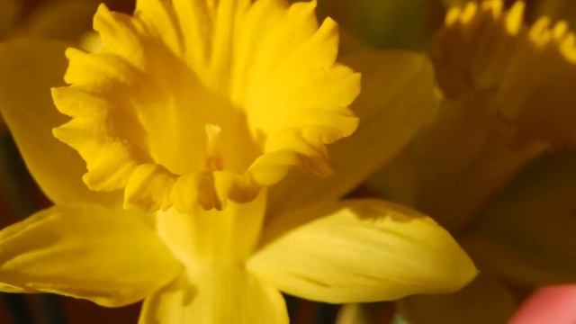 CH. Sinding - Rustle of Spring смотреть онлайн