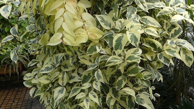 Ficus Radicans (F. Sagittata) ´Variegata´