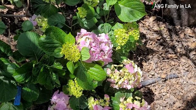 LA Dreamin Hydrangea & Endless Summer Hydrangea In Our Front Yard | Multicolored Hydrangea (前院芬芳绣球花