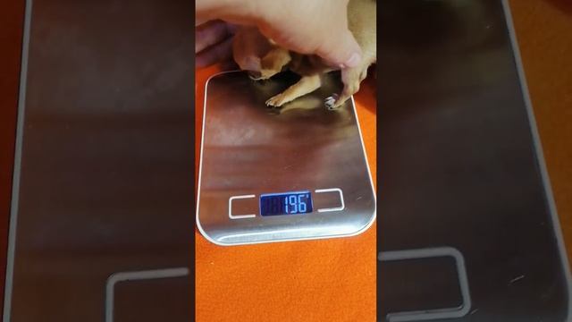 Чихуашка щенок 2 месяца, #лайкивзаимно #адлер #люблюживотных #собака #сочи #счастье #щенки #лайктай смотреть онлайн