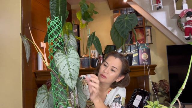 Part 2: …AND THE UNBOXING CONTINUOUS!💚 #anthurium #philodendron #plants #mommylolascollection смотреть онлайн