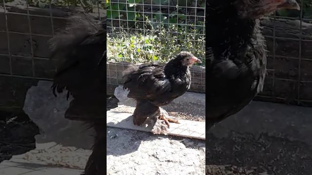 Цеплята странно себя ведут , кто знаком с этим подскажите пожалуйста и как лечить Заранее благодарю смотреть онлайн