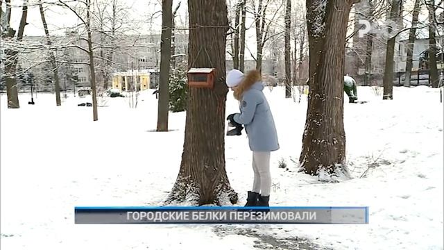 ГОРОДСКИЕ БЕЛКИ ПЕРЕЗИМОВАЛИ смотреть онлайн