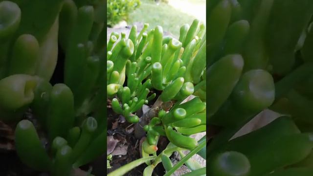 @Crassula Ovata Gollum