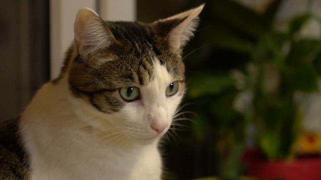 Овсяноблин смотреть онлайн